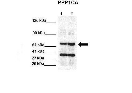 1 - PPP1CA antibody - N-terminal region AI14315