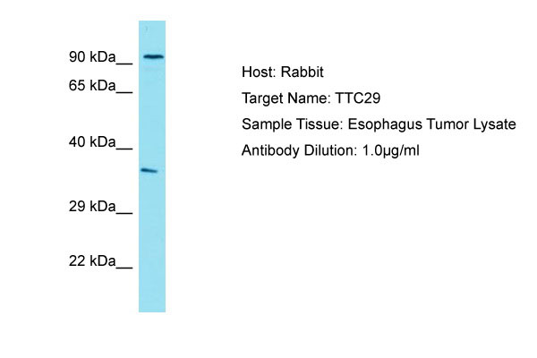 1 - TTC29 Antibody - N-terminal region AI14316