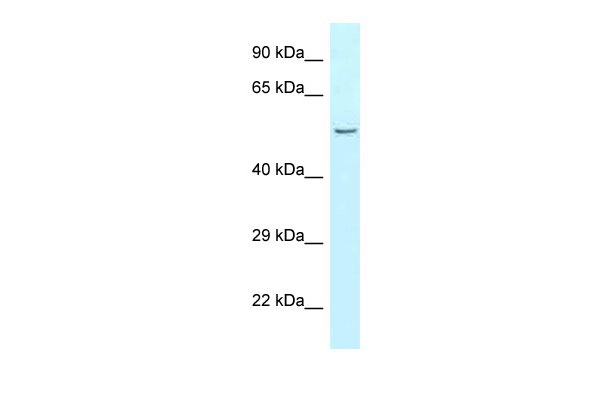 1 - Cpa5 antibody - N-terminal region AI14319