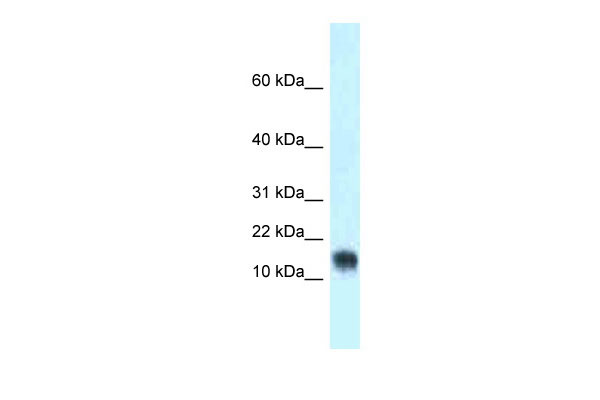 1 - Lynx1 antibody - middle region AI14320