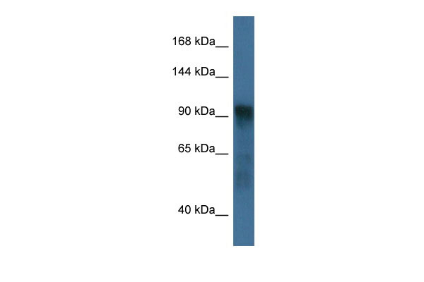 1 - Atg9a antibody - C-terminal region AI14341