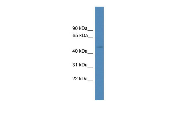 1 - SERPINA10 antibody - middle region AI14371