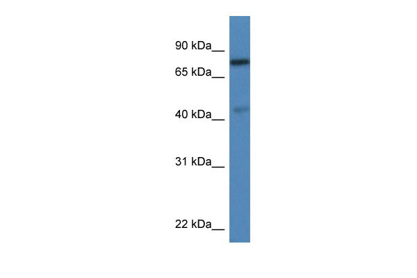 1 - Usp10 antibody - C-terminal region AI14380