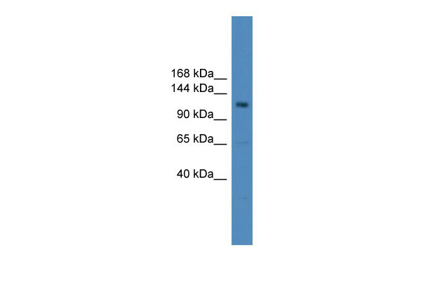 1 - USP38 antibody - middle region AI14382