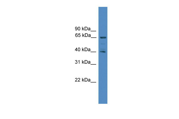 1 - UBL7 antibody - N-terminal region AI14389
