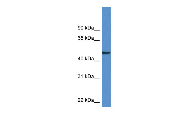 1 - Nptx1 antibody - middle region AI14401