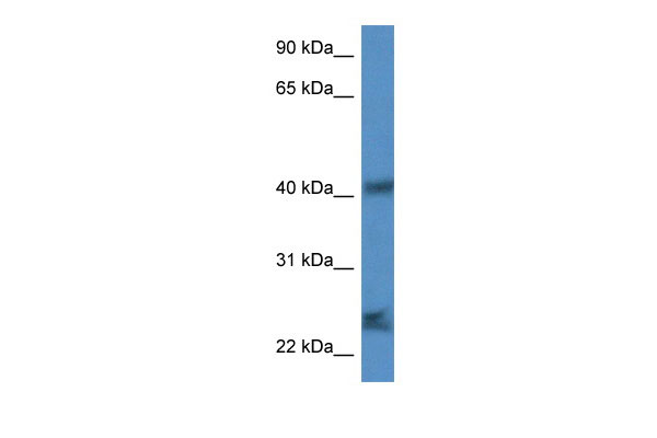 1 - Scamp1 antibody - N-terminal region AI14402