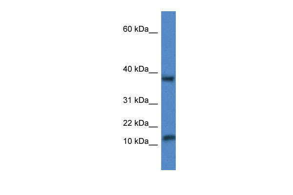 1 - Vamp1 antibody - middle region AI14406