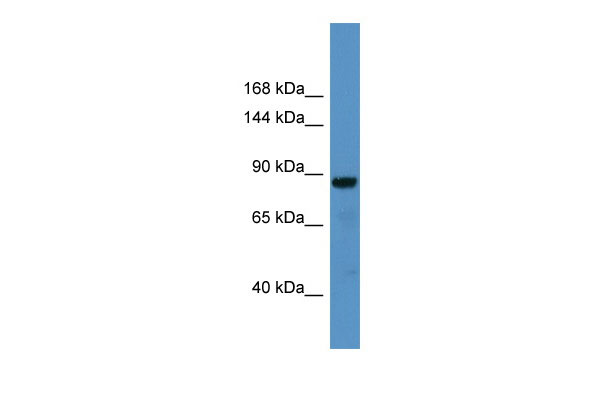 1 - CADPS Antibody - N-terminal region AI14409