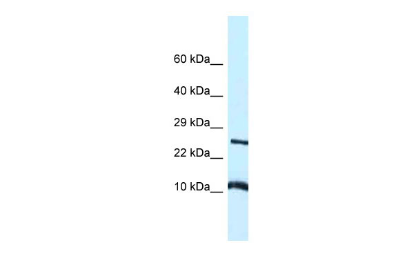 1 - Vamp8 antibody - middle region AI14416
