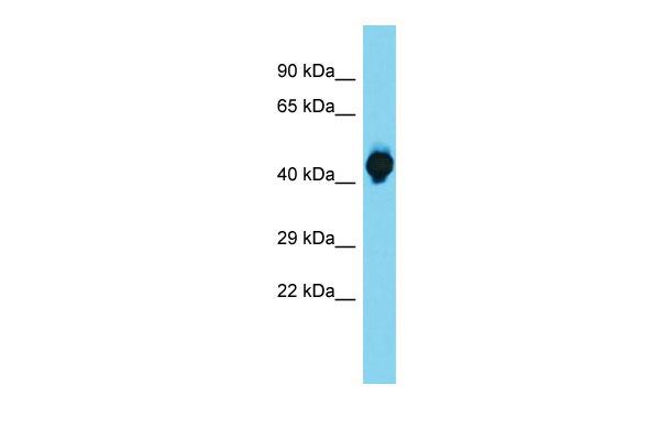 1 - Sstr1 Antibody - C-terminal region AI14419