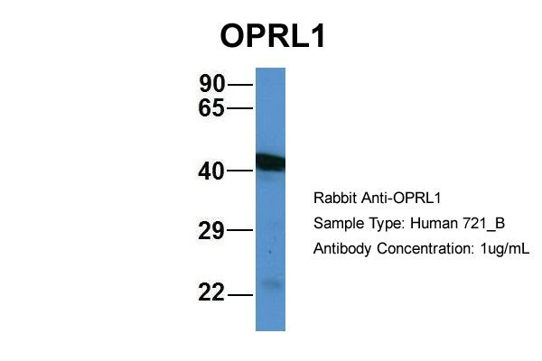 1 - OPRL1 antibody - middle region AI14423