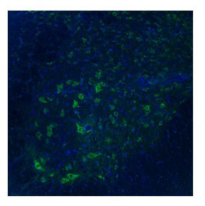 3 - TAAR5 antibody - middle region AI14429
