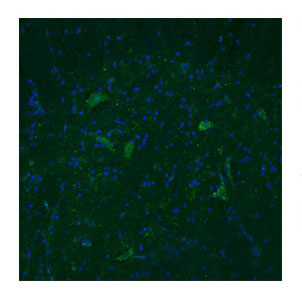 3 - TAAR5 antibody - middle region AI14429