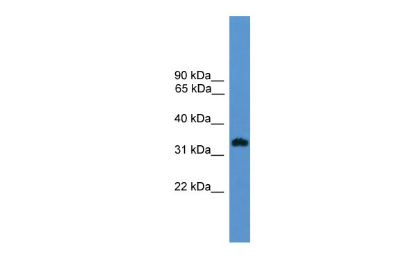 1 - OR1L8 antibody - C-terminal region AI14442