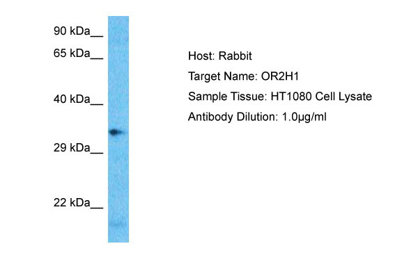 1 - OR2H1 Antibody - C-terminal region AI14448