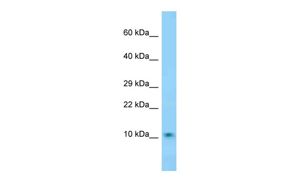 1 - Dnajc19 antibody - N-terminal region AI14468
