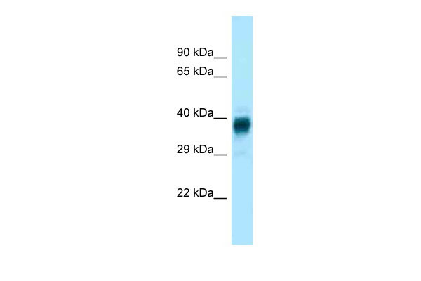 1 - Olfr329-ps antibody - middle region AI14471