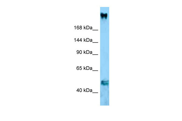 1 - Col11a1 antibody - middle region AI14489