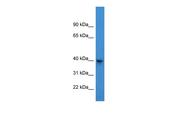 1 - ARPM1 antibody - N-terminal region AI14502