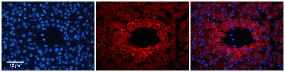 2 - YIPF4 antibody - N-terminal region AI14528
