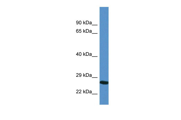 1 - YIPF4 antibody - N-terminal region AI14528