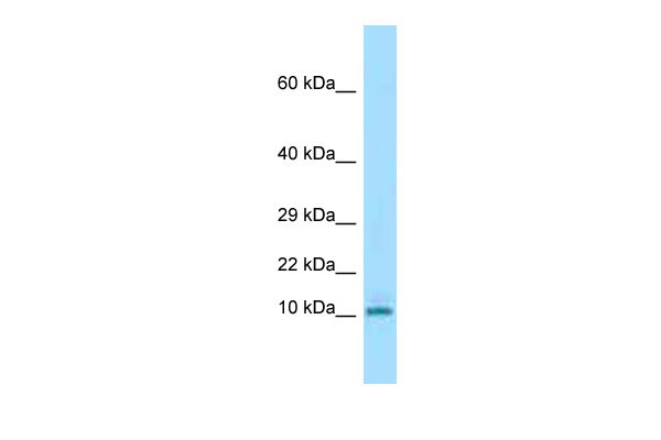 1 - Krtap3-3 antibody - N-terminal region AI14585