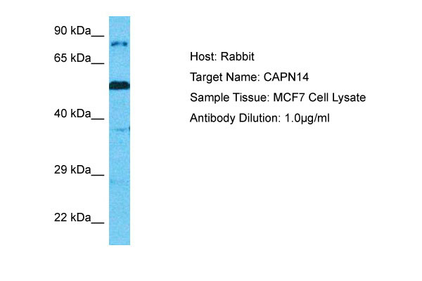 1 - CAPN14 Antibody - middle region AI14589