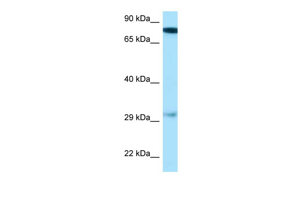 1 - Gucy1b3 antibody - N-terminal region AI14628
