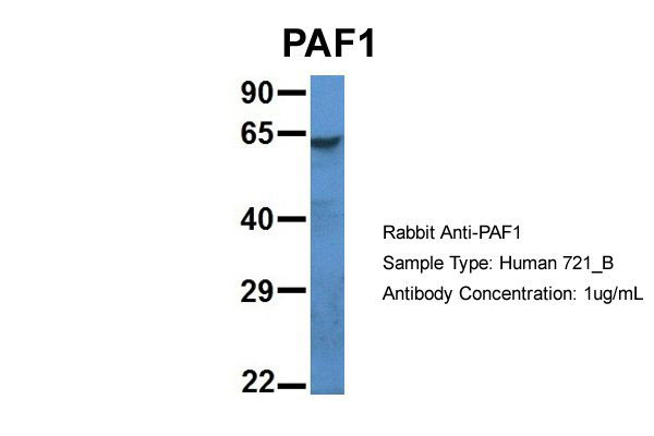 1 - PAF1 antibody - N-terminal region AI14679