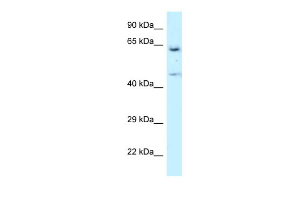 1 - NARS antibody - N-terminal region AI14682