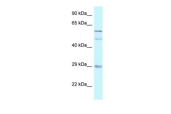 1 - GFRA4 antibody - C-terminal region AI14693