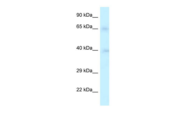 1 - RFC2 antibody - middle region AI14694