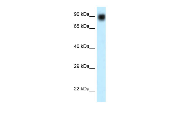 1 - NVL antibody - N-terminal region AI14696