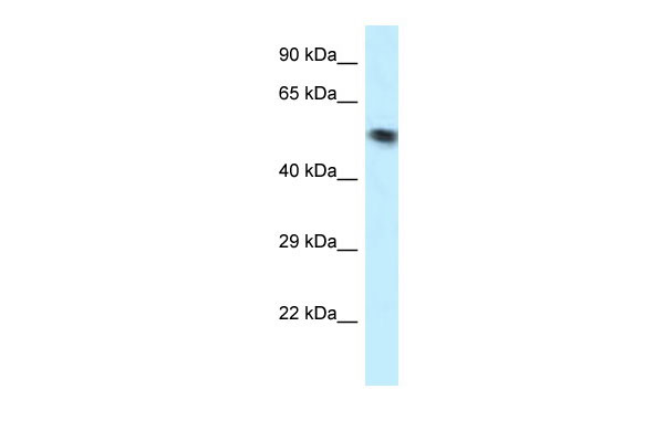 1 - VPS4B antibody - N-terminal region AI14703
