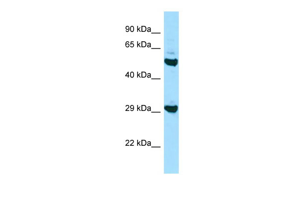 1 - HLA-DOB Antibody - N-terminal region AI14708