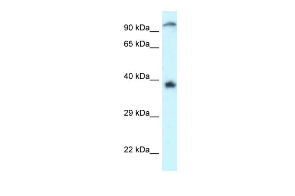 1 - DOK7 antibody - C-terminal region AI14721