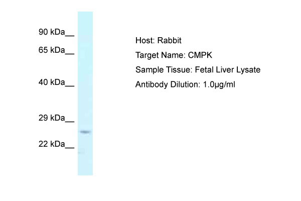 1 - CMPK Antibody - N-terminal region AI14726