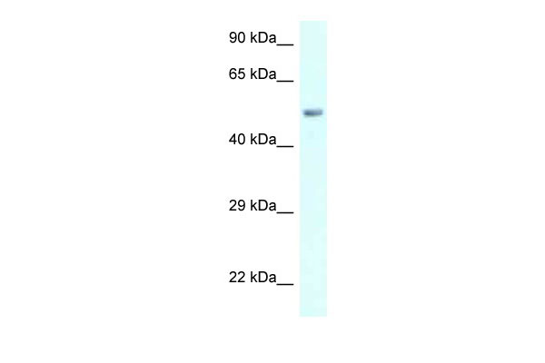 1 - AMY2B antibody - C-terminal region AI14746