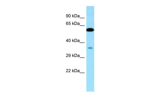 1 - VPS33A Antibody - middle region AI14769