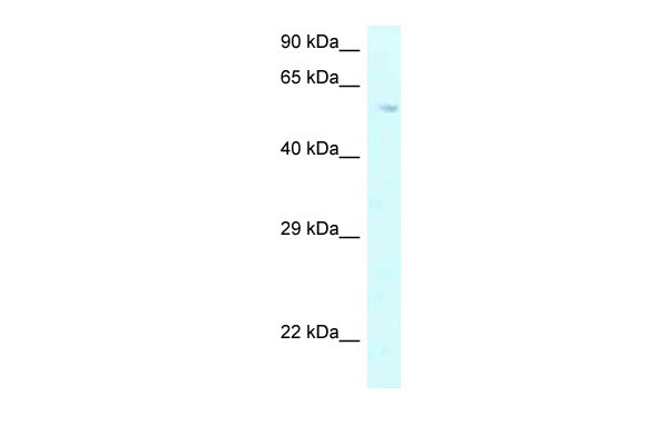 1 - P4HA2 antibody - C-terminal region AI14788