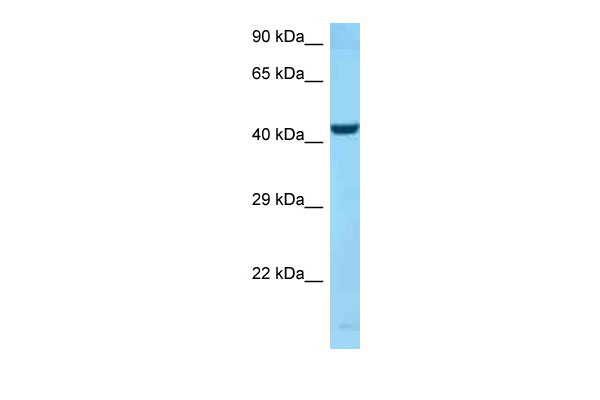 1 - SPOCK2 antibody - C-terminal region AI14797