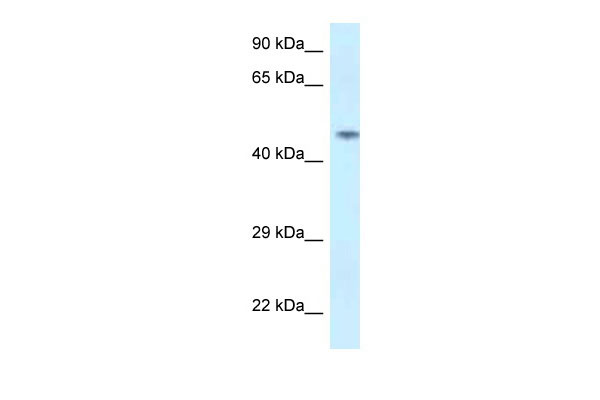 1 - SPOCK2 antibody - N-terminal region AI14798
