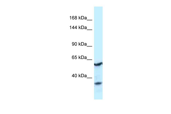 1 - CNTROB Antibody - middle region AI14802