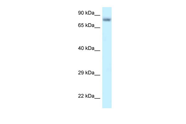 1 - PPP6R3 antibody - C-terminal region AI14815