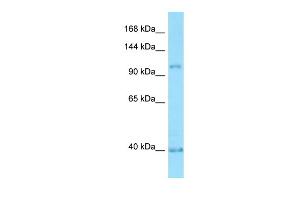 1 - PPP4R1 antibody - middle region AI14843