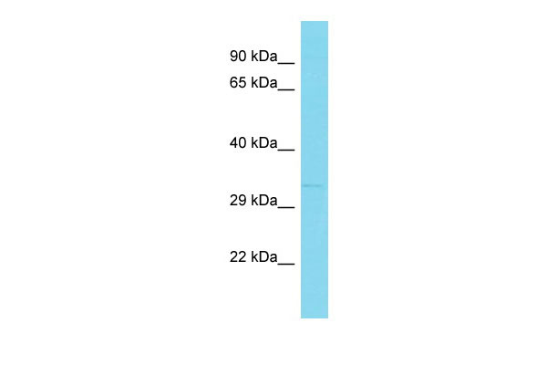 1 - Cuedc2 Antibody - middle region AI14844