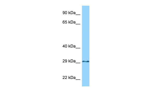1 - GPN3 antibody - C-terminal region AI14871