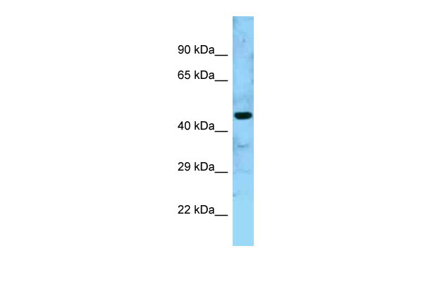1 - GTPBP5 Antibody - N-terminal region AI14873