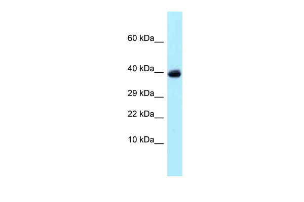 1 - USP4 Antibody - C-terminal region AI14889